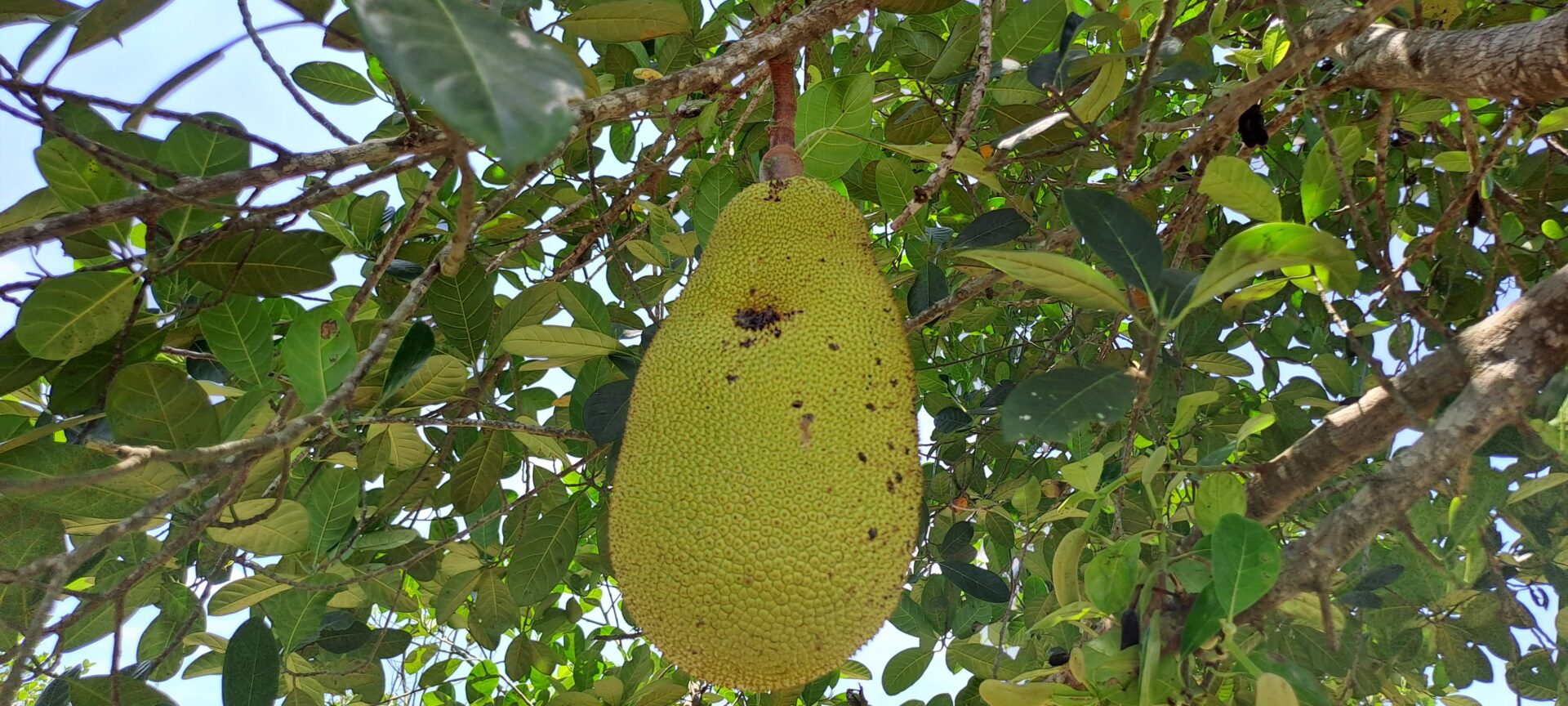 jackfruit-on-the-tree