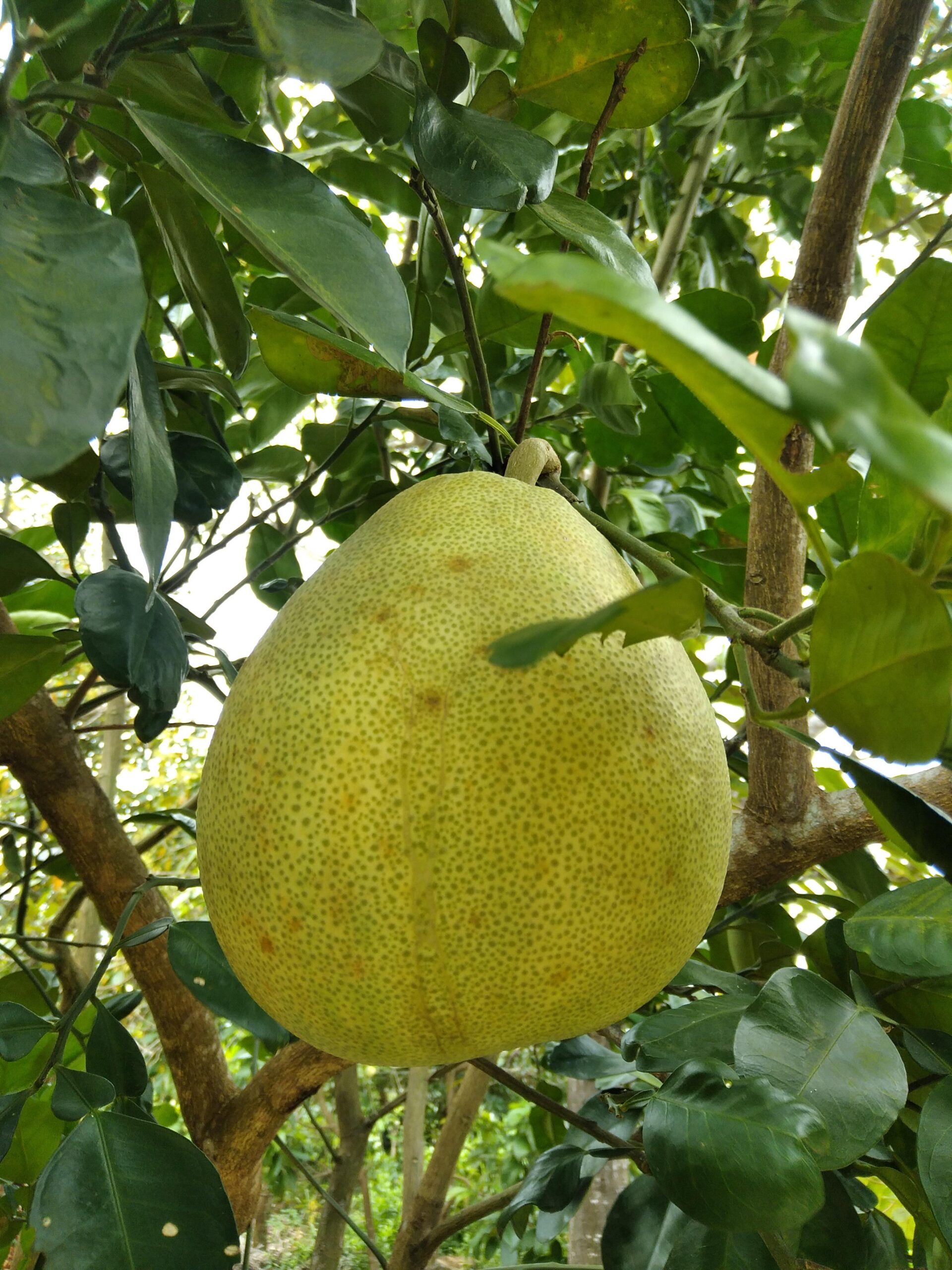 a-large-grapefruit-hanging-from-a-branch