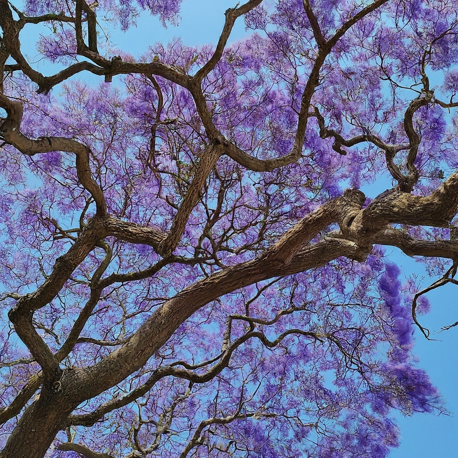 jacaranda-tree-photo-from-underneath