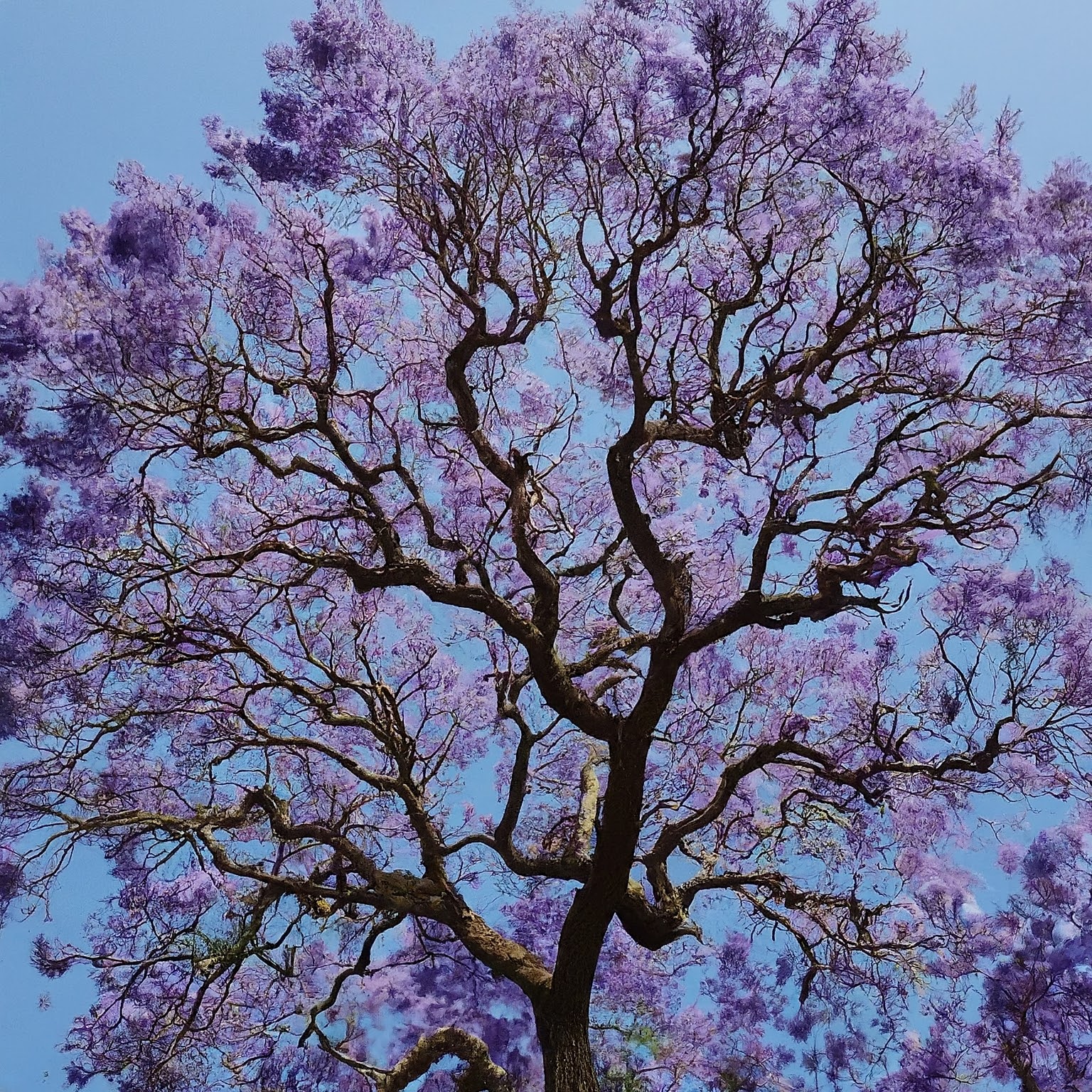 jacaranda-tree-4